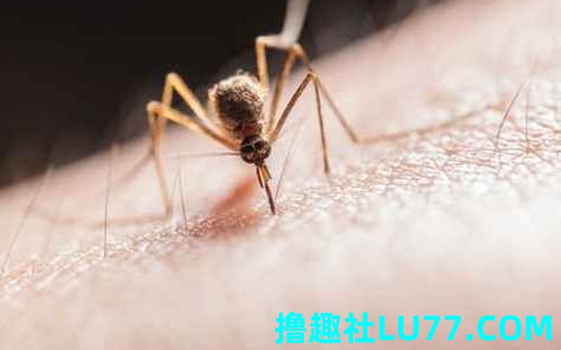 梦见被虫子缠身
