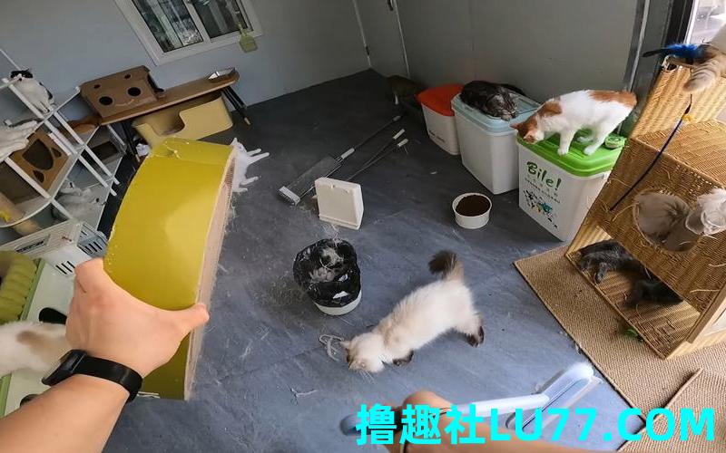 梦见收拾猫猫