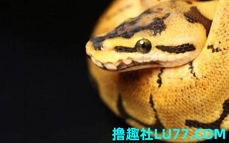 梦见黄黑相间的蛇 梦见黄黑相间的蛇