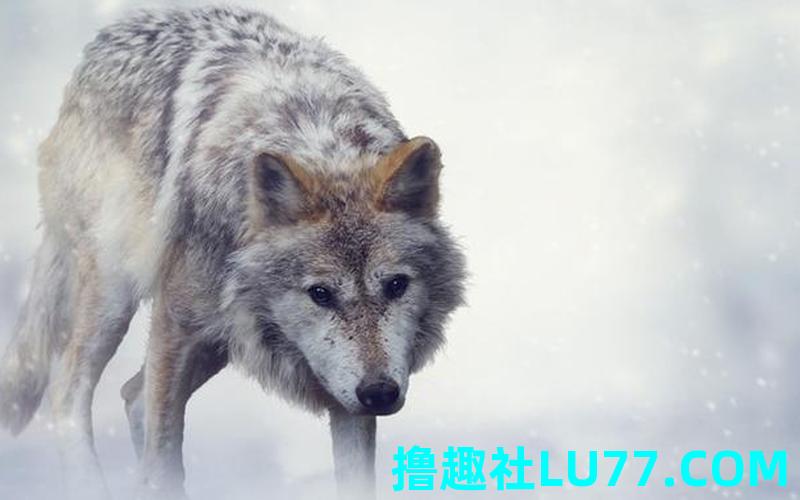 么 梦见狼