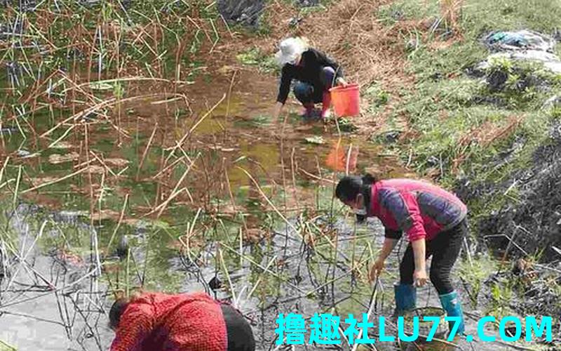 梦见自己捡了好多田螺 梦见自己捡了好多田螺