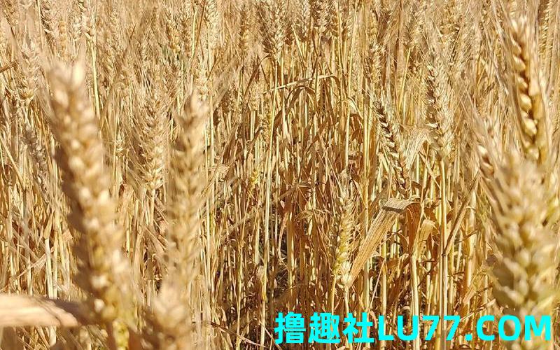 梦见麦子是什么意思