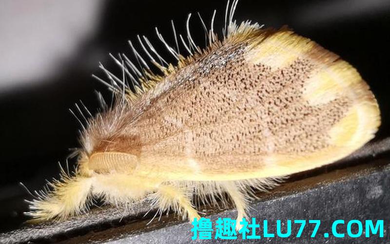 梦见黄色的虫子 梦见黄色的虫子