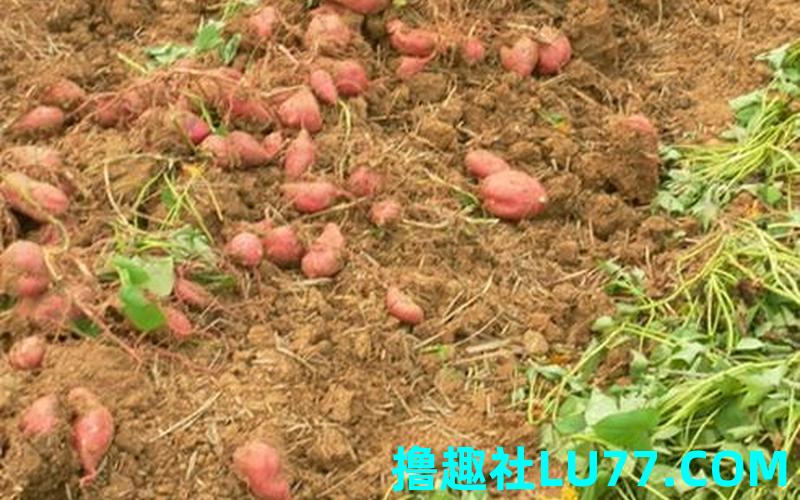梦见挖地整修