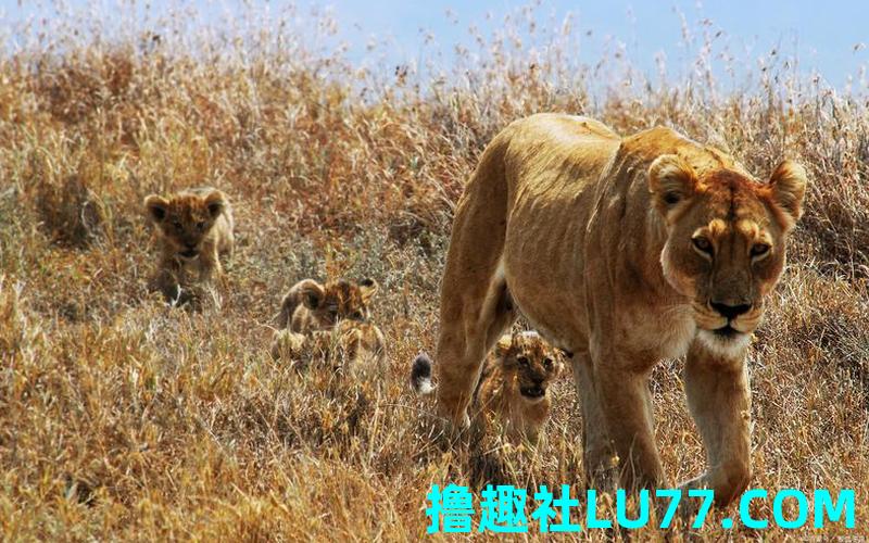 梦见狮子让步 梦见狮子让步