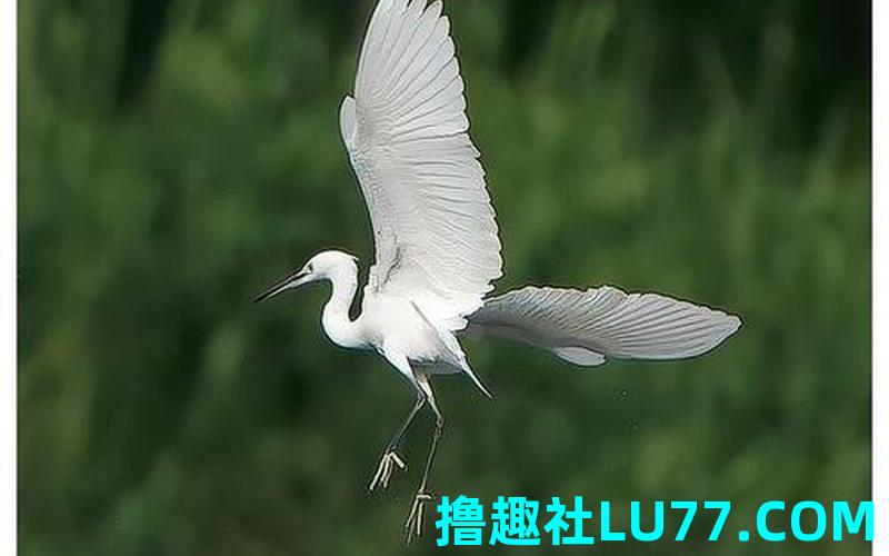 梦见鹭