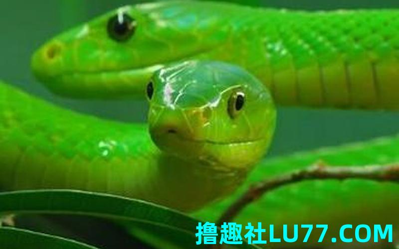 梦见青蛇腰