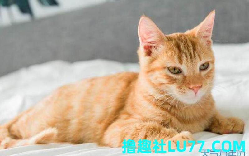 梦见蛇老鼠猫 梦见蛇老鼠猫