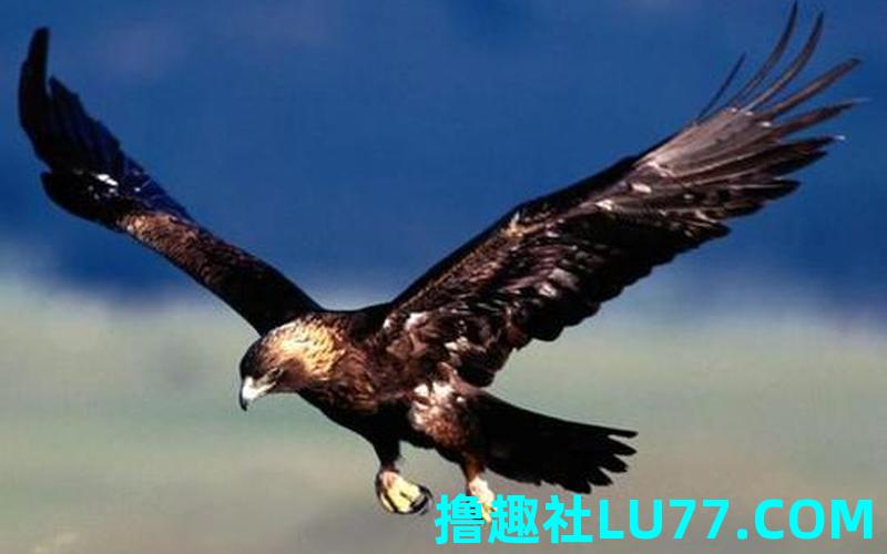 梦见老鹰 周公解梦 梦见老鹰 周公解梦