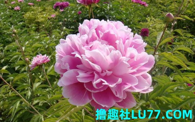 梦见芍 梦见芍