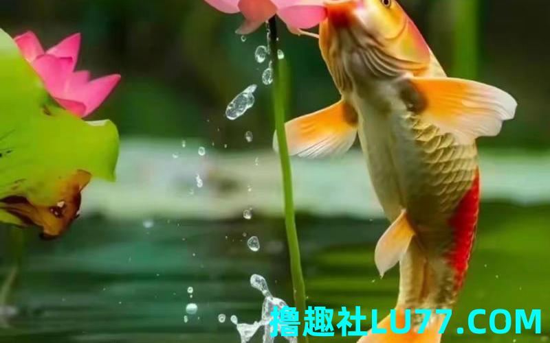 梦见鲤鱼跳出来
