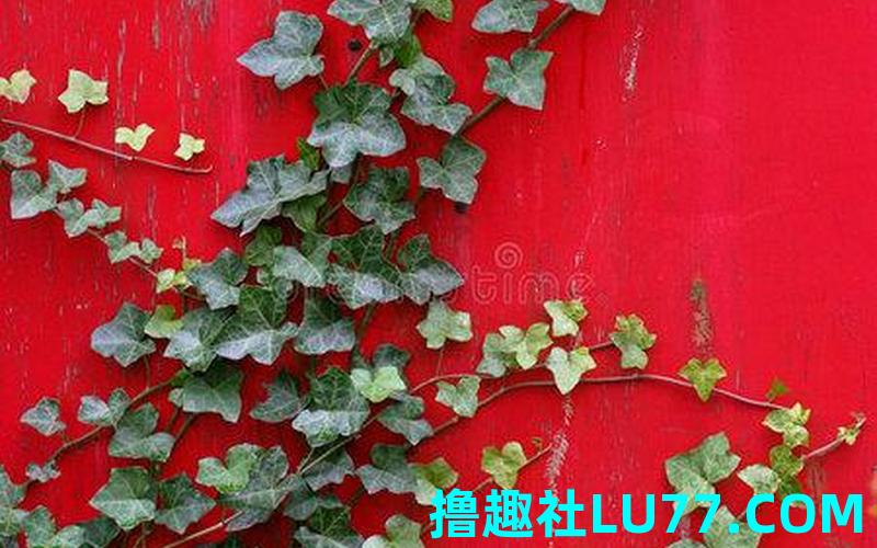 梦见爬红墙 梦见爬红墙