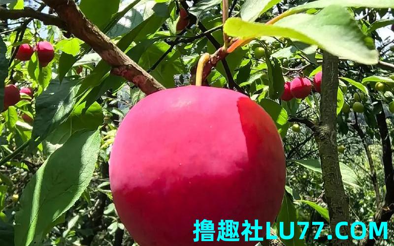 孕妇梦见摘李子吃李子 孕妇梦见摘李子吃李子