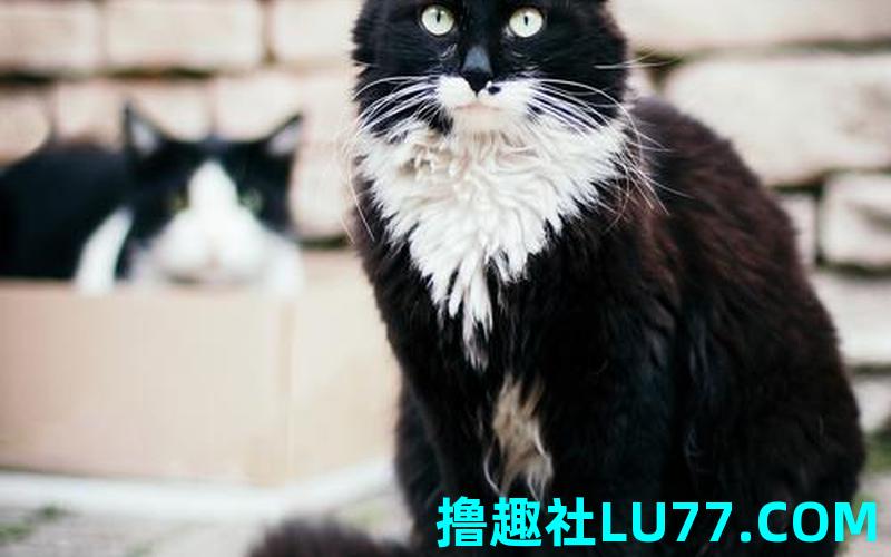 梦见黑猫扑我 梦见黑猫扑我
