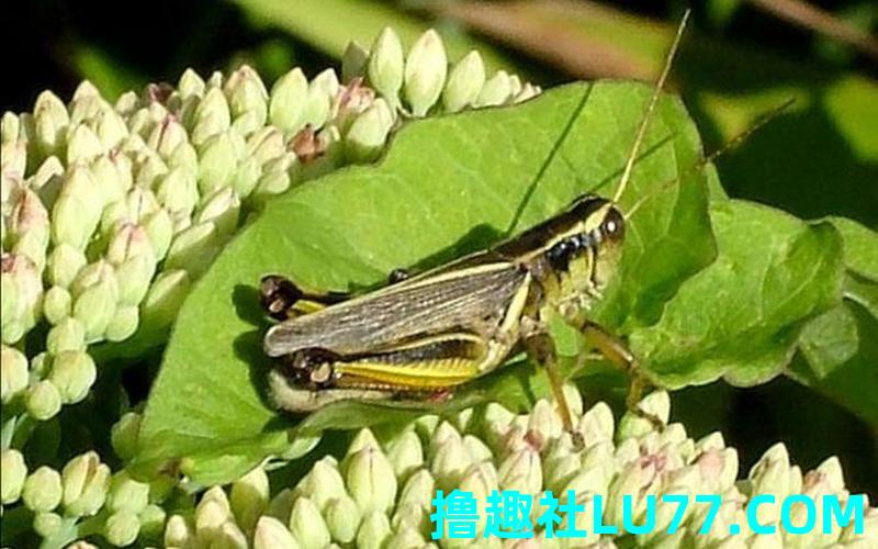 梦见蜢 梦见蜢