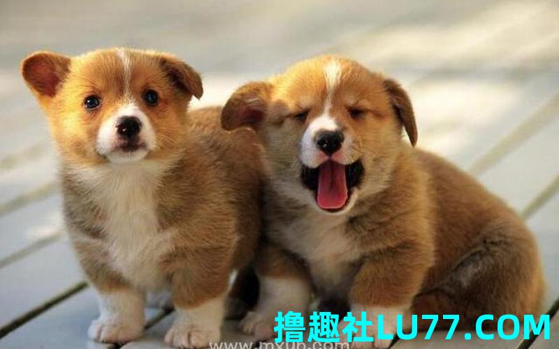 梦见狗强吻 梦见狗强吻