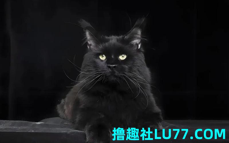 梦见黑猫叫是什么征兆