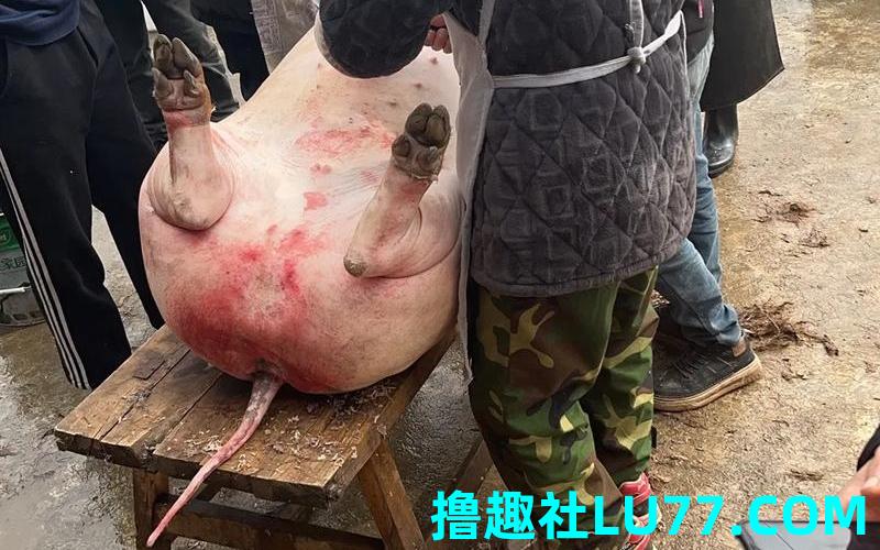 杀猪梦见