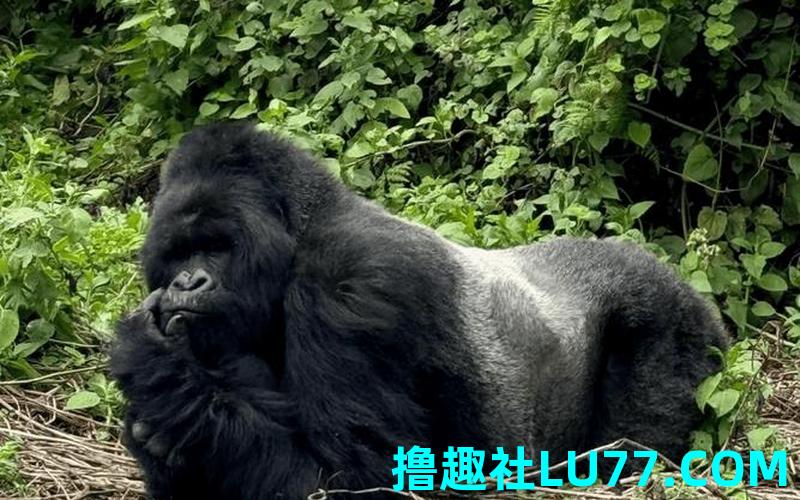 梦见被大猩猩追 梦见被大猩猩追