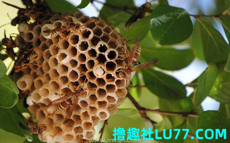 梦见锋