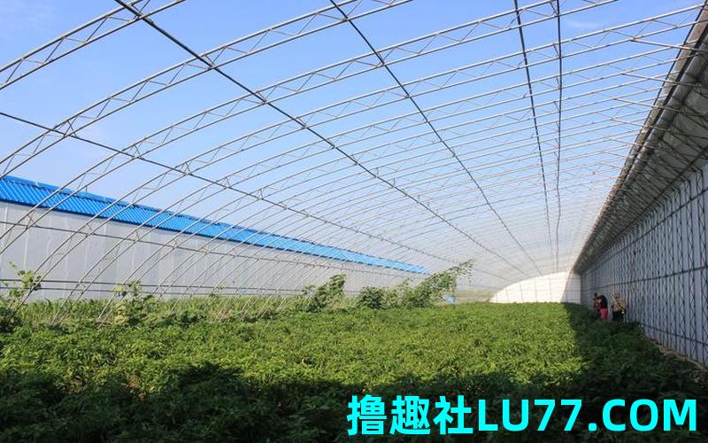 梦见蔬菜大棚 梦见蔬菜大棚