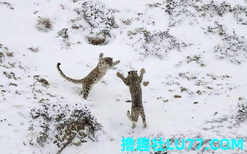 梦见打雪豹 梦见打雪豹