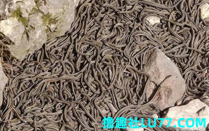 男人梦见好多蛇