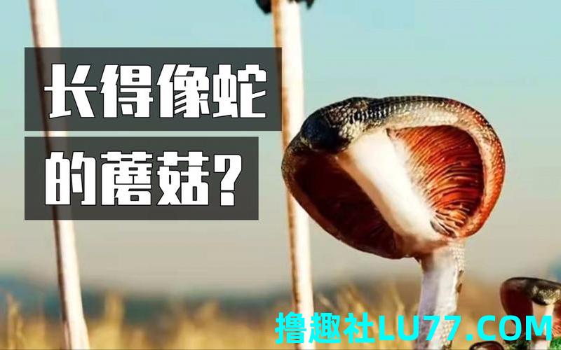 梦见蘑菇和蛇