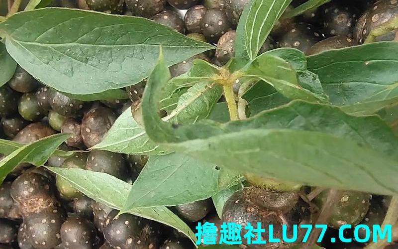 梦见银豆 梦见银豆