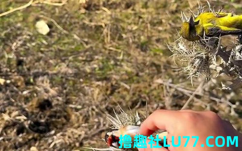 梦见鸟在床底