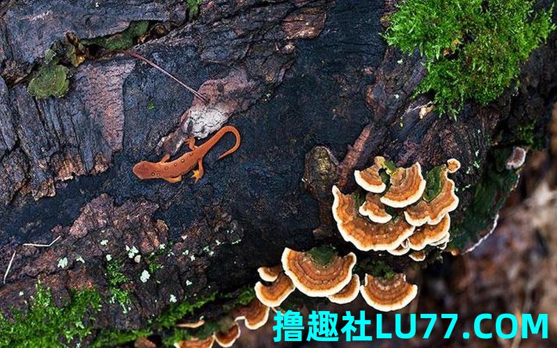梦见接生小象 梦见接生小象