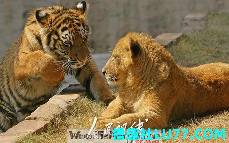 梦见老虎狮子 梦见老虎狮子