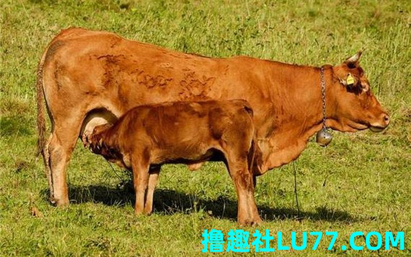 梦见一头小牛犊