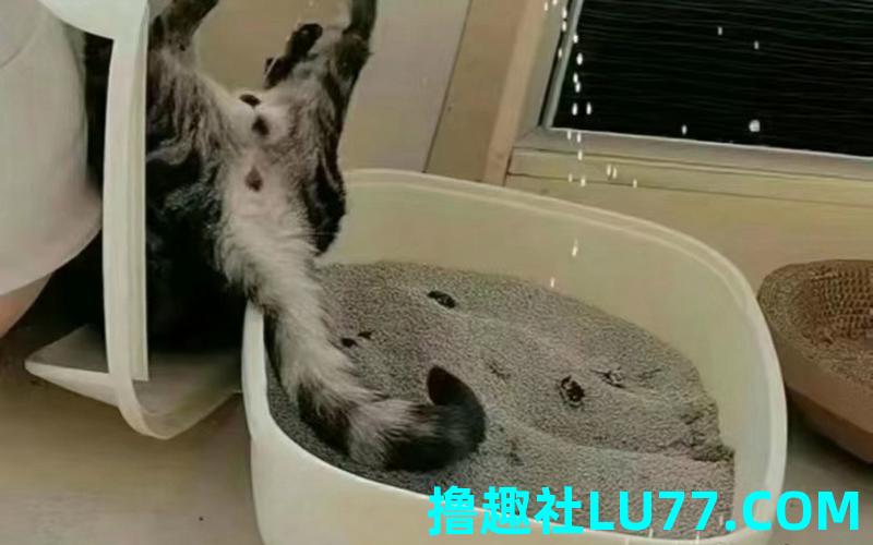 梦见猫尿了一地
