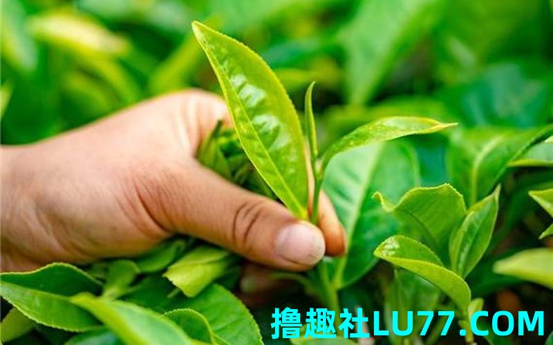 梦见请客茶