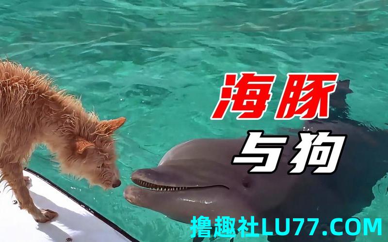 梦见狗吃鲨鱼