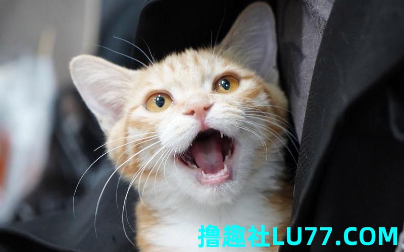 梦见捡猫是什么意思