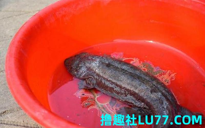 梦见钓到娃娃鱼 梦见钓到娃娃鱼