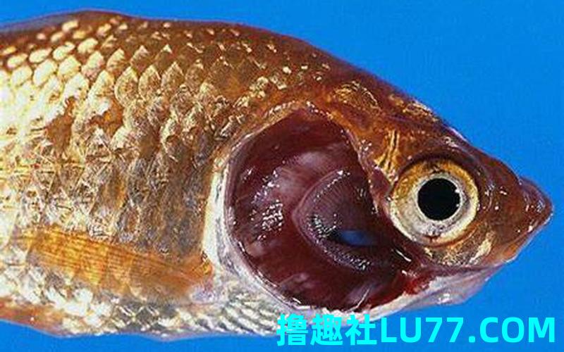 梦见鳃