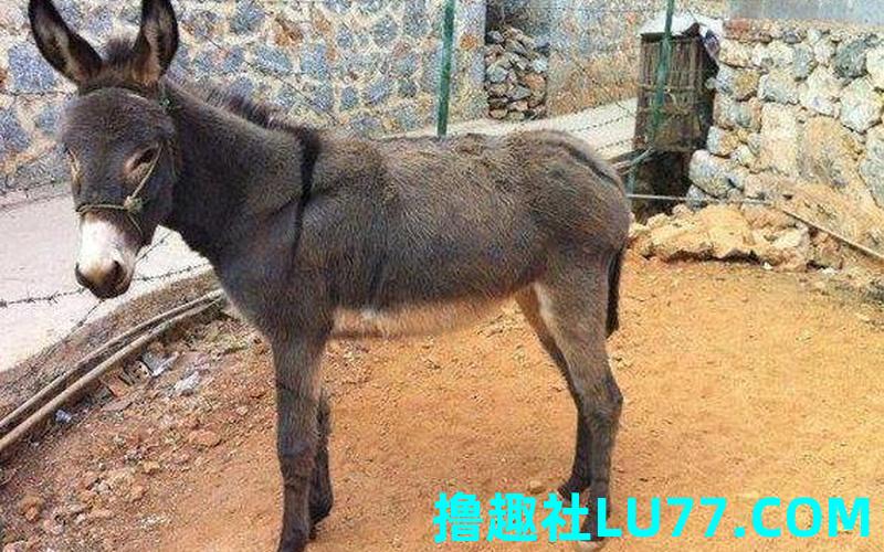 梦见骡子趴着 梦见骡子趴着