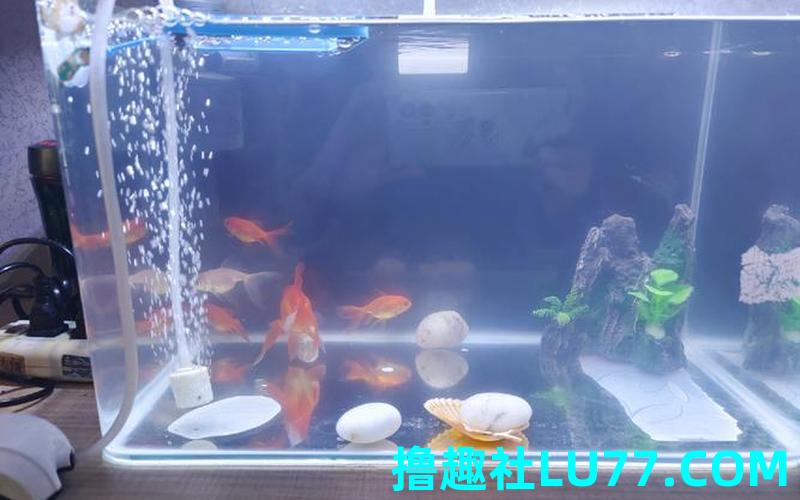 梦见鱼缸没 梦见鱼缸没