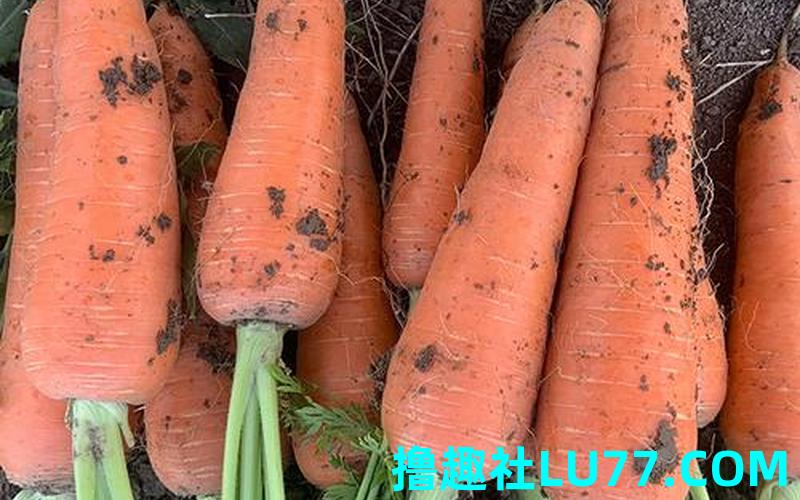 梦见挖胡萝卜