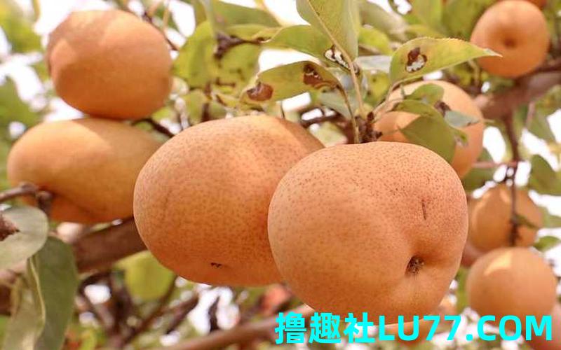 梦见黄香梨 梦见黄香梨