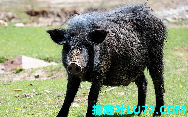 梦见野猪是