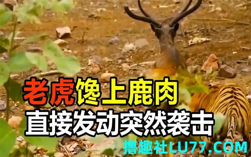 梦见一场突袭 梦见一场突袭
