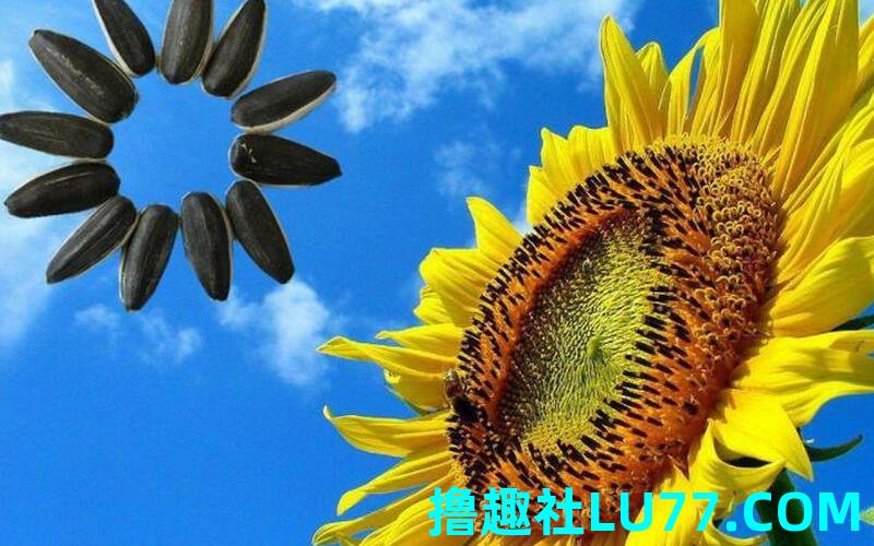 梦见种孑