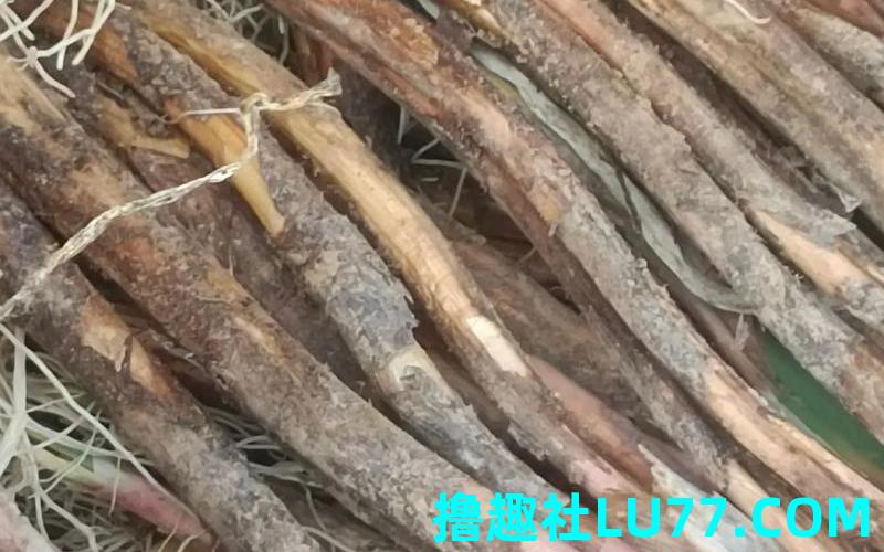 梦见老葱
