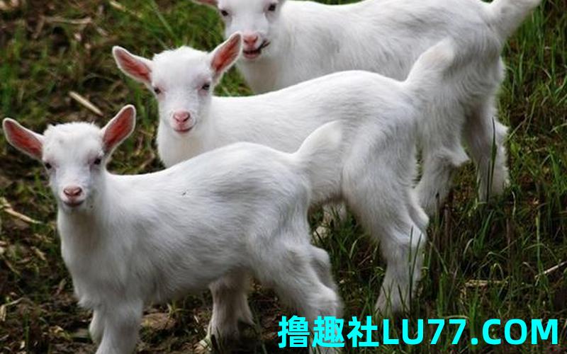 梦见恙