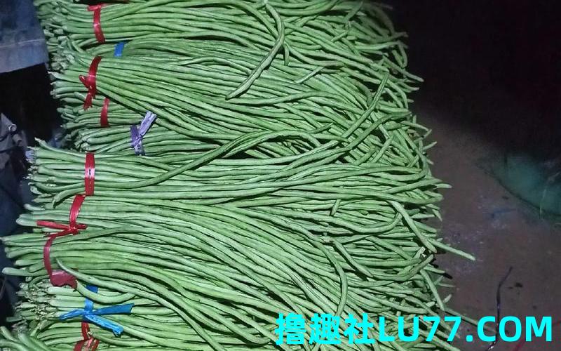 梦见摘宽豆角