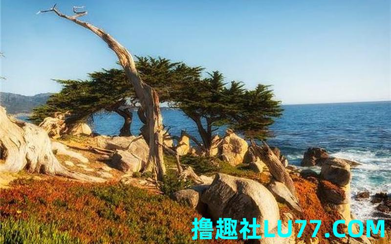 梦见压倒柏树 梦见压倒柏树
